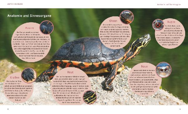 Wasserschildkröten