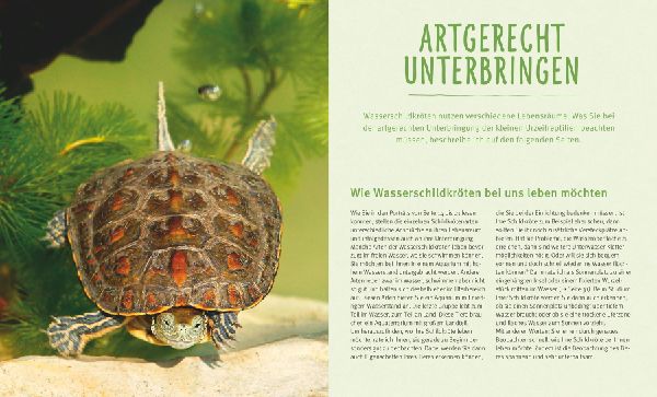 Wasserschildkröten