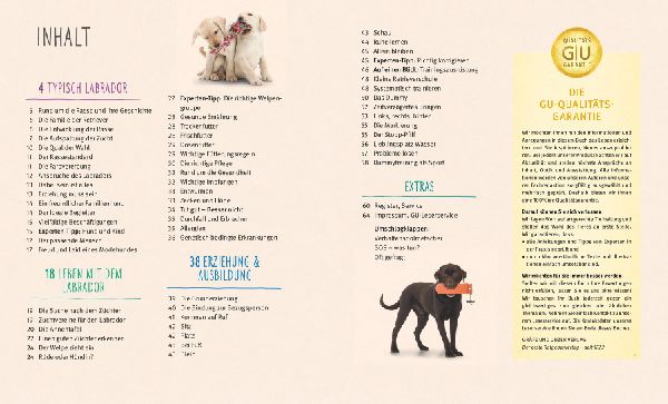 Labrador Retriever