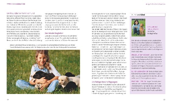 Labrador Retriever