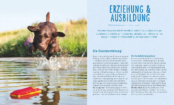 Labrador Retriever