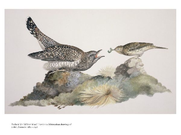 Vögel