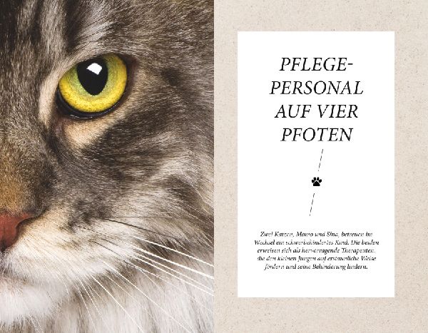 Die unglaublichen Fähigkeiten der Katze