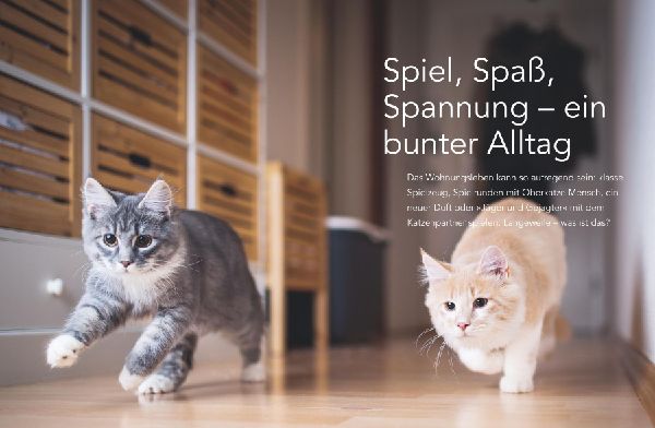 Das große Wohnungskatzen-Wohlfühl-Buch