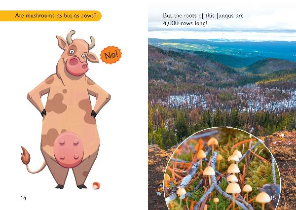 How far in cows?