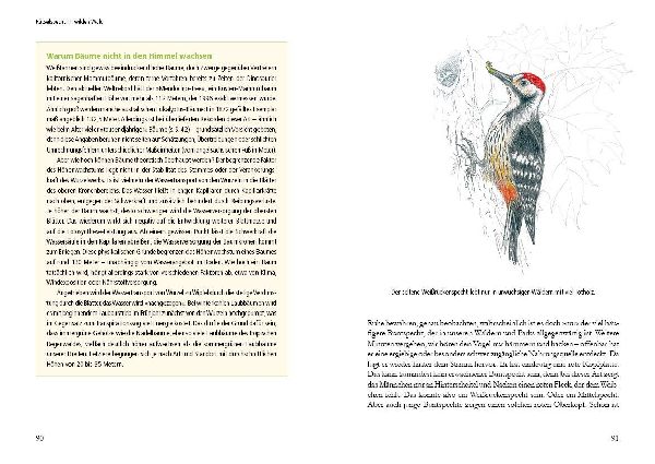 Vogelstimmen in Wald und Hecke