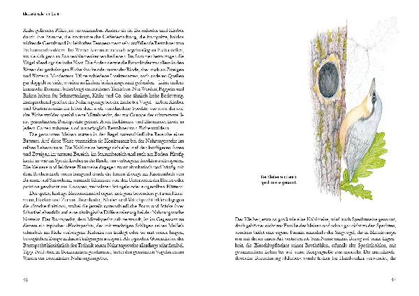 Vogelstimmen in Wald und Hecke