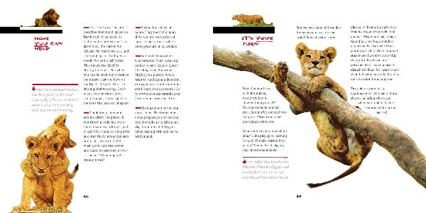 Face to Face with Lions