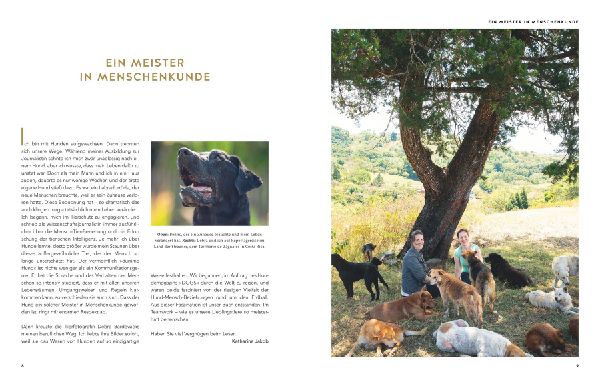 Gefährte Hund