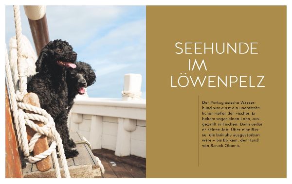 Gefährte Hund