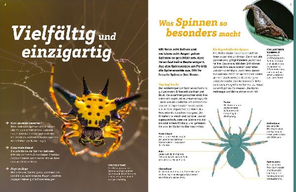 WAS IST WAS Spinnen. Akrobaten auf acht Beinen