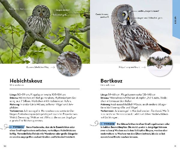 Basic Greifvögel und Eulen