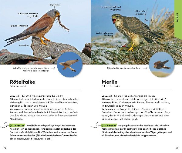 Basic Greifvögel und Eulen
