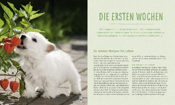 Unser Welpe