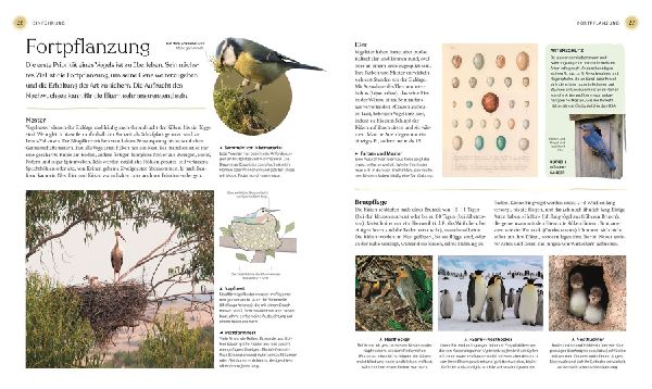 Vögel - Eine Natur- und Kulturgeschichte