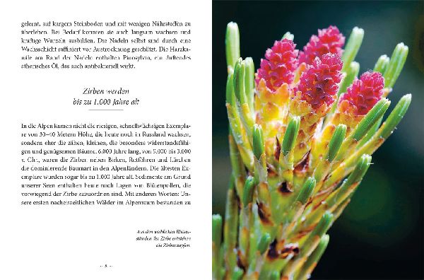 Das kleine Buch: Das Geheimnis der Zirbe