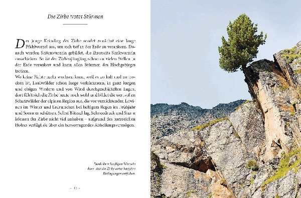 Das kleine Buch: Das Geheimnis der Zirbe
