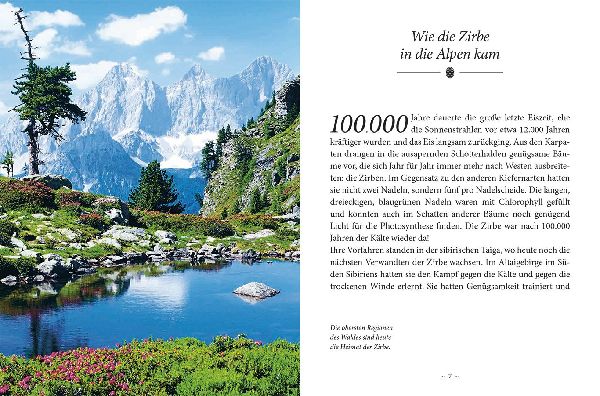 Das kleine Buch: Das Geheimnis der Zirbe