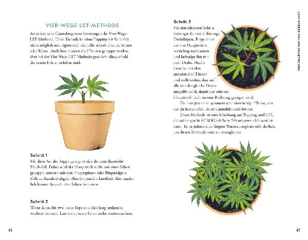 Cannabis