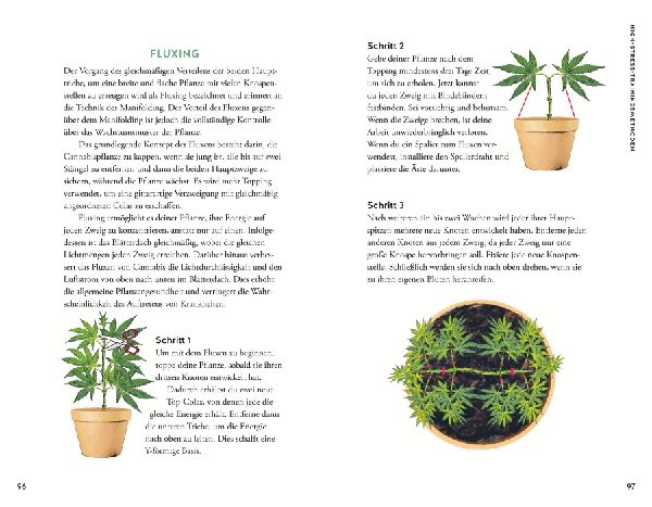 Cannabis
