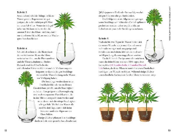 Cannabis