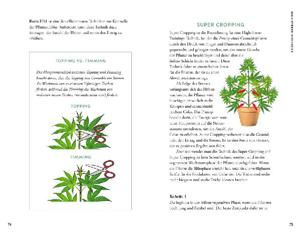 Cannabis