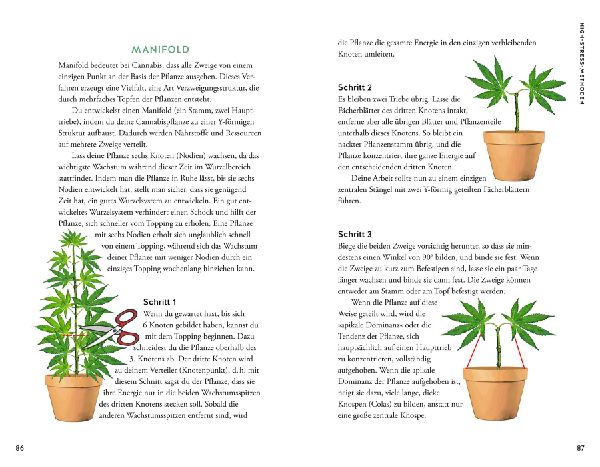 Cannabis