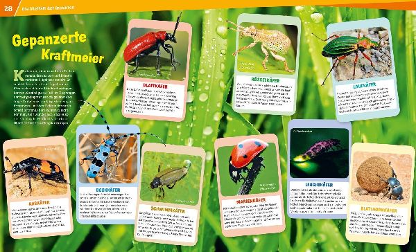 WAS IST WAS Band 30 Insekten. Überlebenskünstler auf sechs Beinen