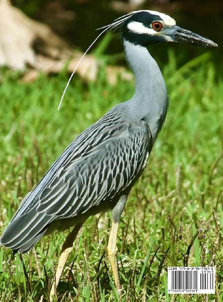 Henrik the Heron