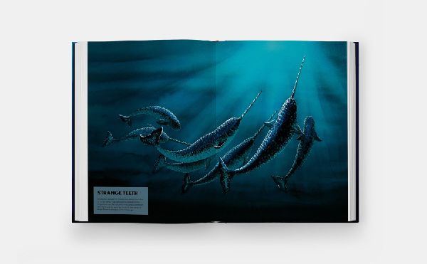 Mysteries of Marine Mammals
