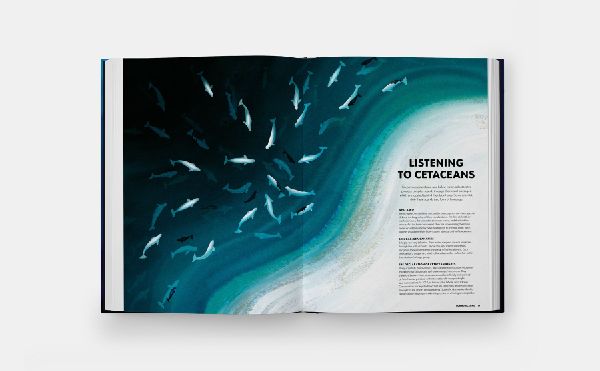 Mysteries of Marine Mammals