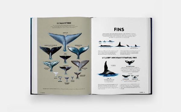 Mysteries of Marine Mammals