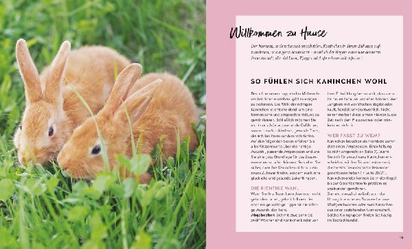 Kaninchen im Außengehege