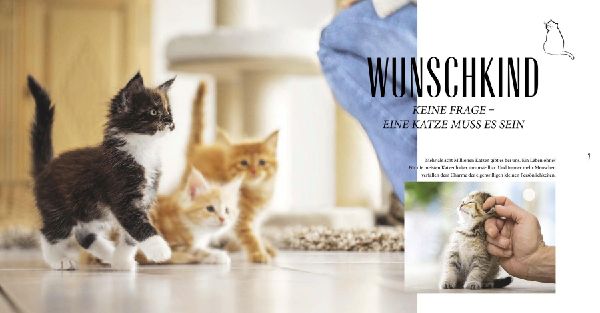 Katzen-Basics