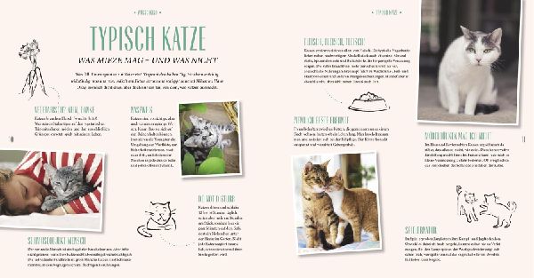 Katzen-Basics
