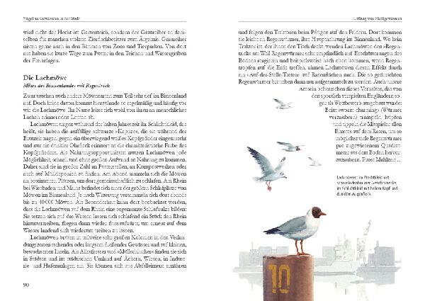 Vögel in der Stadt