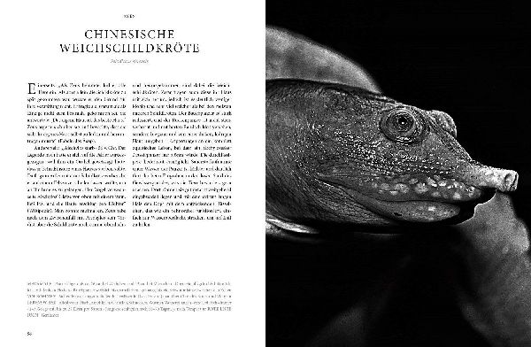 REPTILIA