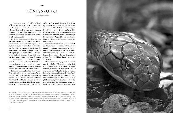 REPTILIA