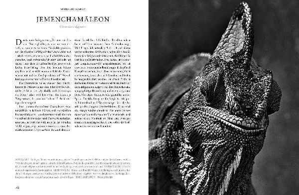 REPTILIA