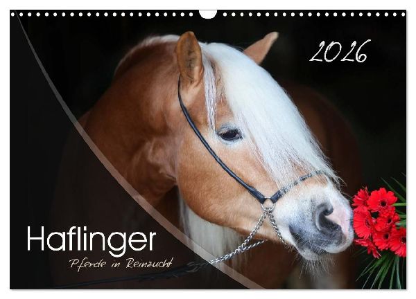 Haflinger-Pferde in Reinzucht (Wandkalender 2026 DIN A3 quer),...