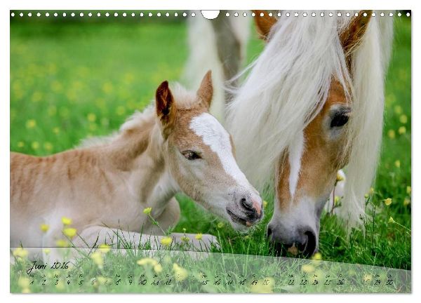 Haflinger-Pferde in Reinzucht (Wandkalender 2026 DIN A3 quer), CALVENDO Monatskalender