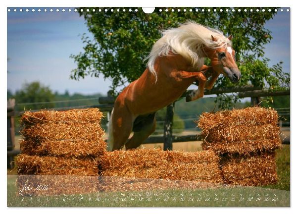 Haflinger-Pferde in Reinzucht (Wandkalender 2026 DIN A3 quer), CALVENDO Monatskalender