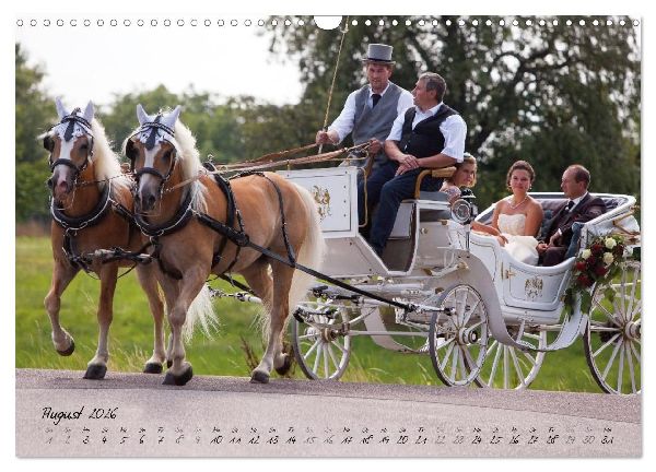 Haflinger-Pferde in Reinzucht (Wandkalender 2026 DIN A3 quer), CALVENDO Monatskalender