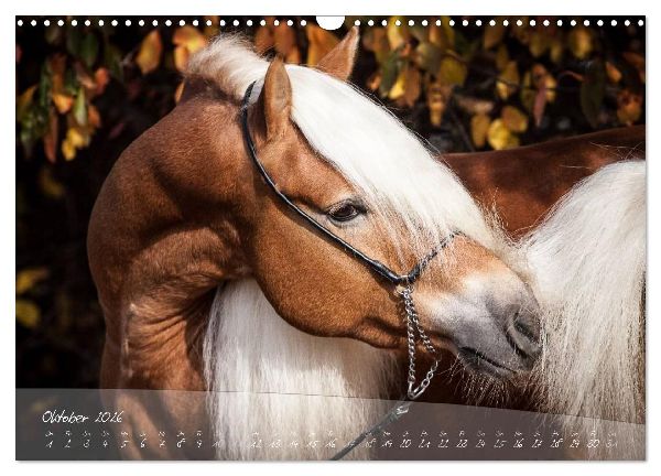Haflinger-Pferde in Reinzucht (Wandkalender 2026 DIN A3 quer), CALVENDO Monatskalender