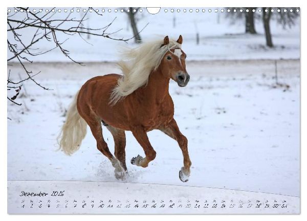 Haflinger-Pferde in Reinzucht (Wandkalender 2026 DIN A3 quer), CALVENDO Monatskalender