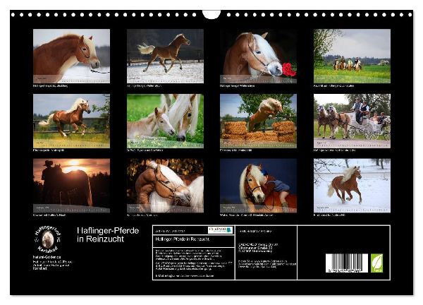Haflinger-Pferde in Reinzucht (Wandkalender 2026 DIN A3 quer), CALVENDO Monatskalender