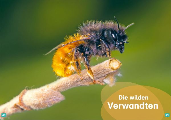 WAS IST WAS Erstes Lesen. Bienen