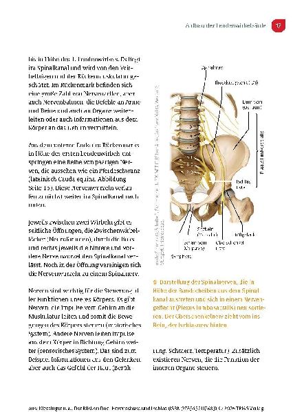 Der Rücken-Doc: Hexenschuss und Ischias