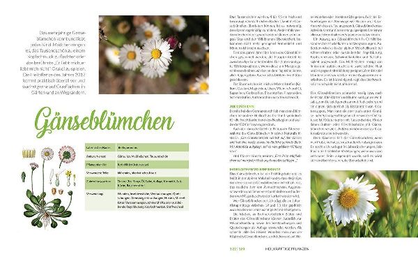 Heilkräuter aus den Alpen