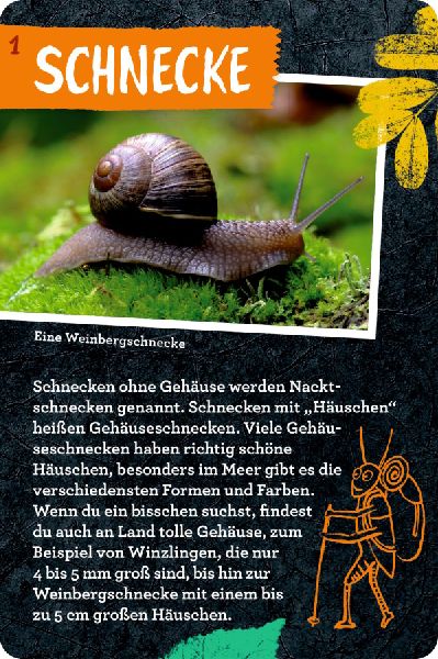 50 Insekten, Spinnen & Co.